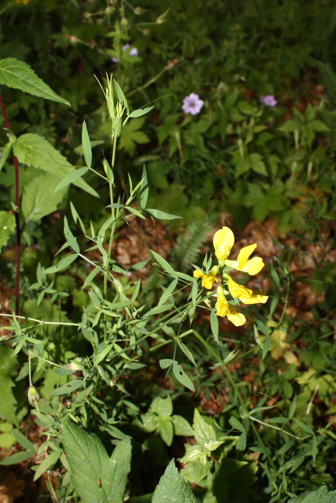 Lathyrus pratensis